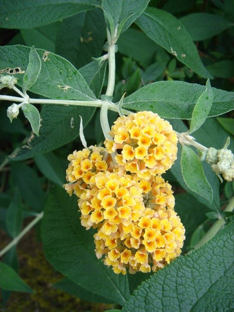 Buddleja x weyeriana 'Golden Glow'
